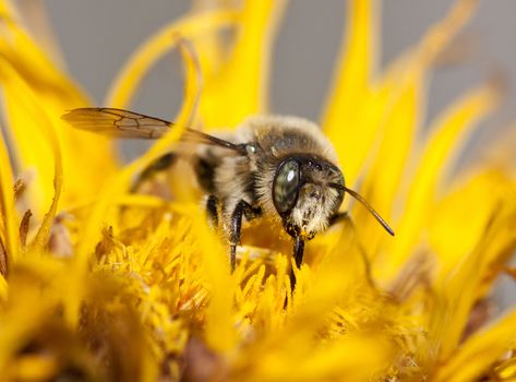 big bee sits on bright yellow flower
