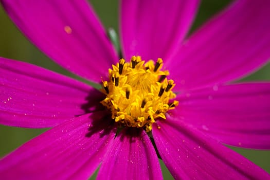 bright red flower on dark green background
