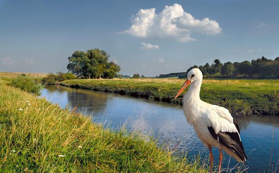 trusting crane near river