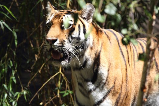 tiger in the sunlight in front of a bamboo thicket