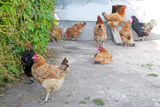 Poultry outside
