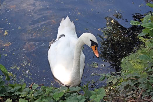 swan on a lake