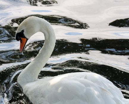 swan on lake