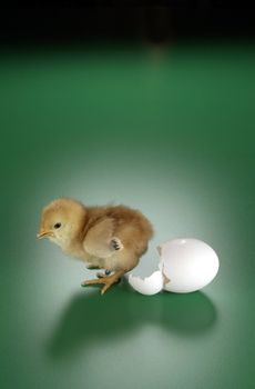 Little chick next to egg shell on green