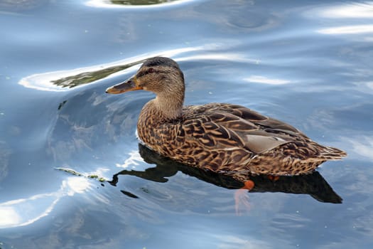 a duck on a lake