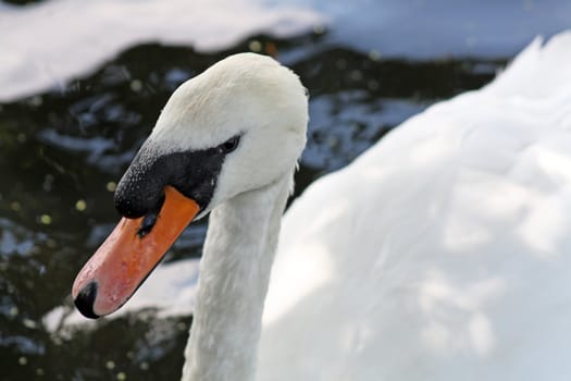 close up swan