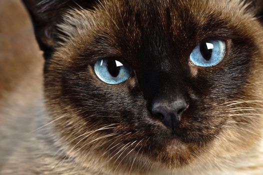 close up of cute blue-eyed siamese cat