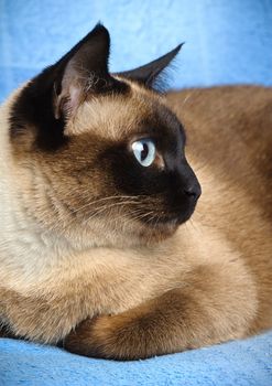 close up of cute blue-eyed siamese cat