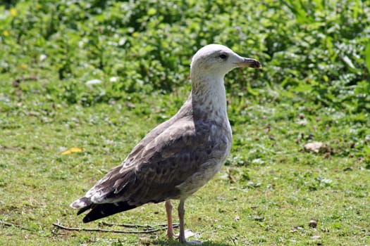 a seagull on land