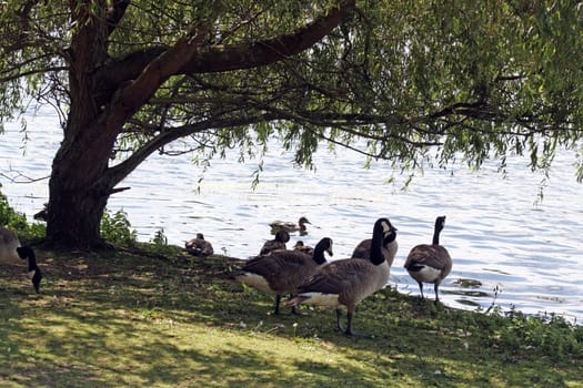 ducks at the side of a lake