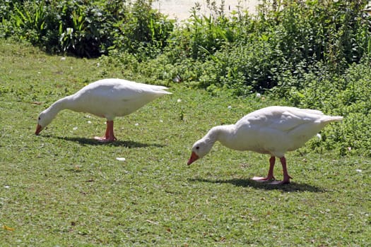 geese on land