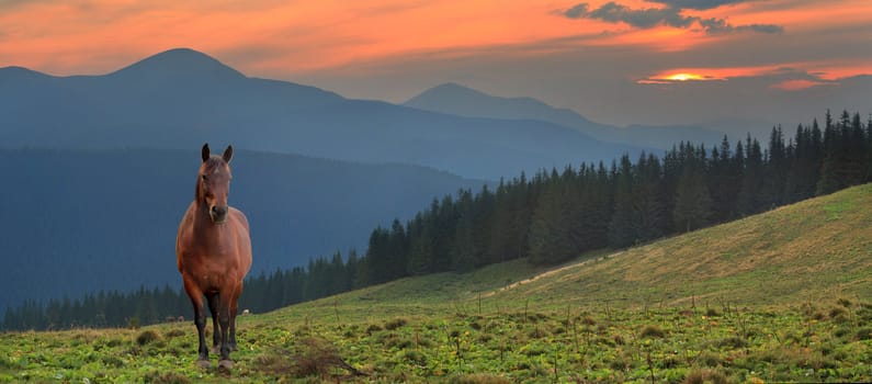 Beautiful evening  landscape with the horse