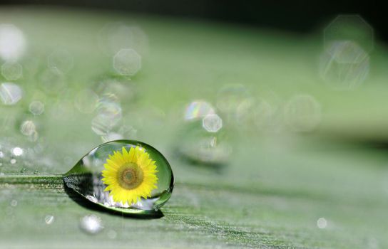 a drop on plant leaf with a sunflower inside