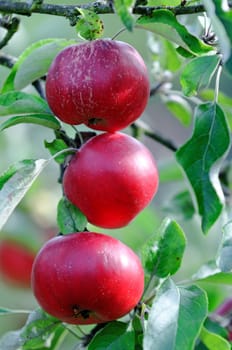 three red apples 