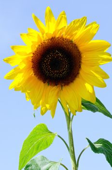 a sun flower on blue sly