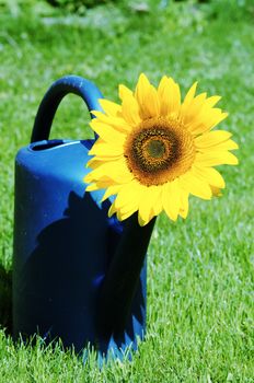 a sunflower in a watering bucket