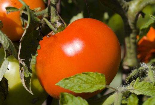 fresh red tomatoes 