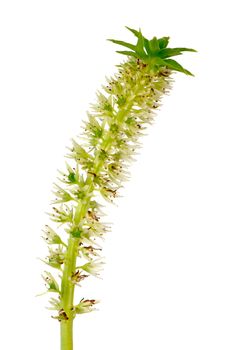 Exotic eucomis flower isolated on white background.
