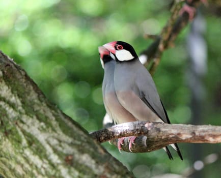 Two java padda colored birds on the branch of a tree