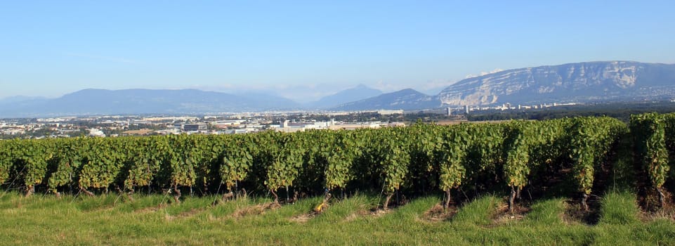 Vineyards, Saleva and Alps mountains with Mont-Blanc in Geneva area, Switzerland