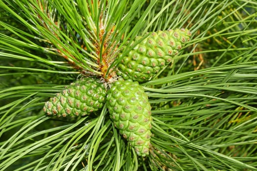 A young green cones of pine tree