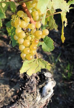 Sunny green grape surrounded by green leaves and upon vine stock in a vineyard by summer