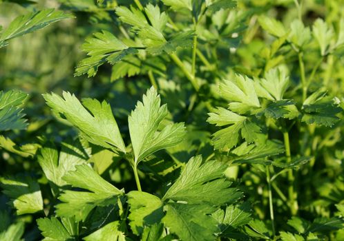Macro view of fresh green parsley leaves