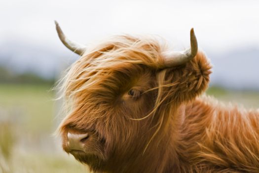 single young brown highland cattle with blurred background