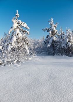 Snowy winter forest - a vertical winter landscape