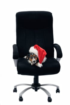Jack Russell Terrier. Portrait of dog in red Christmas hat. In boss chair