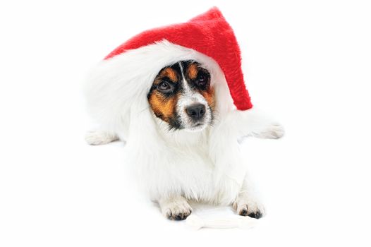 Jack Russell Terrier. Portrait of dog in red Christmas hat. Isolated on a white background