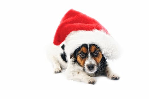 Jack Russell Terrier. Portrait of dog in red Christmas hat. Isolated on a white background