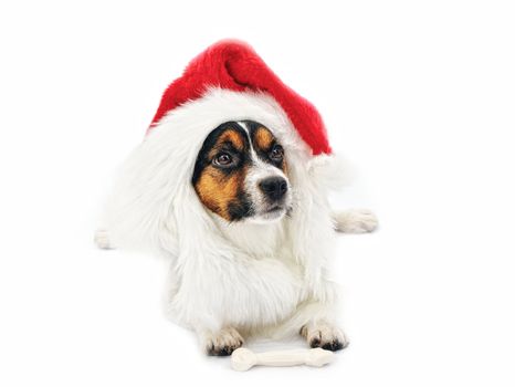 Jack Russell Terrier. Portrait of dog in red Christmas hat. Isolated on a white background