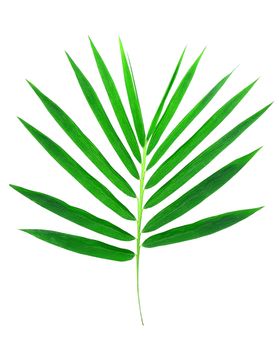 bamboo leaves