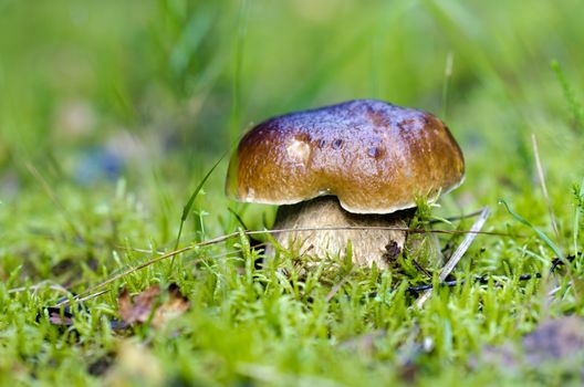 autumn forest mushrooms