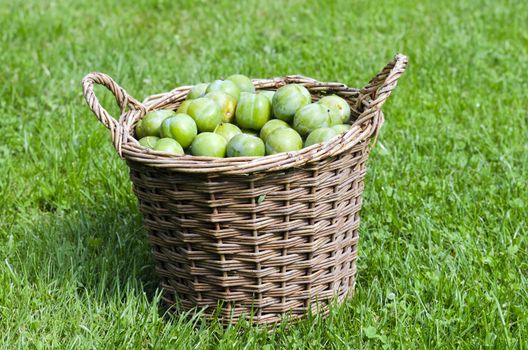 a lot of greengage in a basket