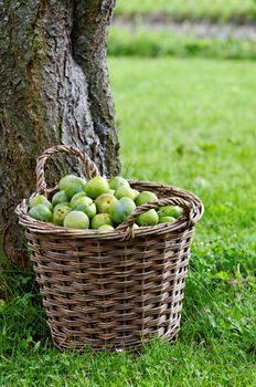 a basket of plums at the foot of the tree