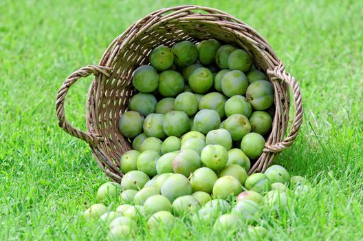  a lot of greengage in a basket 