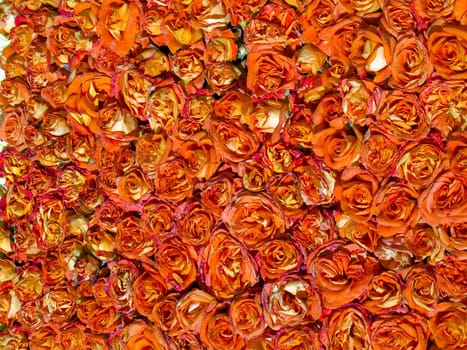 Beautiful Red and orange Roses Floral Nature Gardening Background