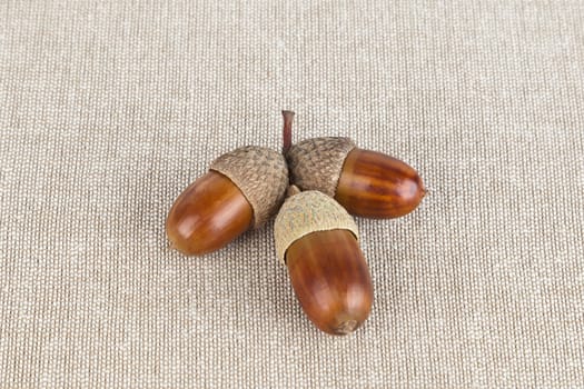 Color photo of acorns on a textured background.