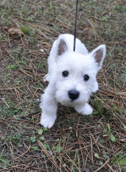 Puppy of west highland white terrier very curious who look the camera