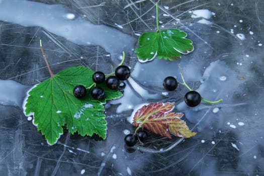 black currant on transparent surface