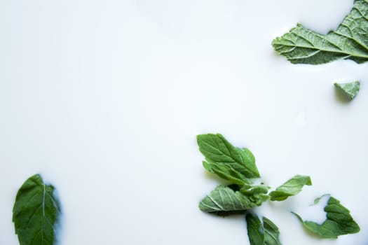 green leaves in white structure