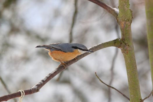 nuthatch on a twig in winter