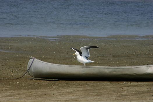 Seagull ready to take flight from a grounded canoe