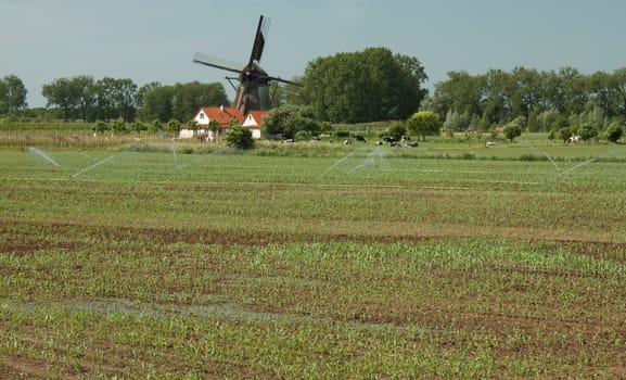Dutch windmill in a landscape