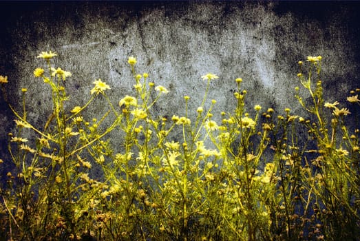 Camomiles on blue sky background