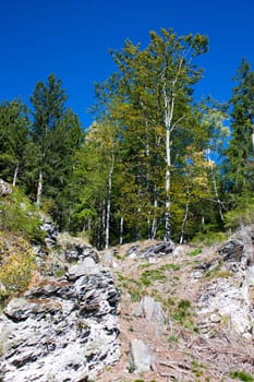 A little wood on the top a mountain