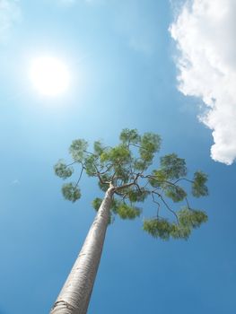 Beautiful tree against bright and cloudy sky