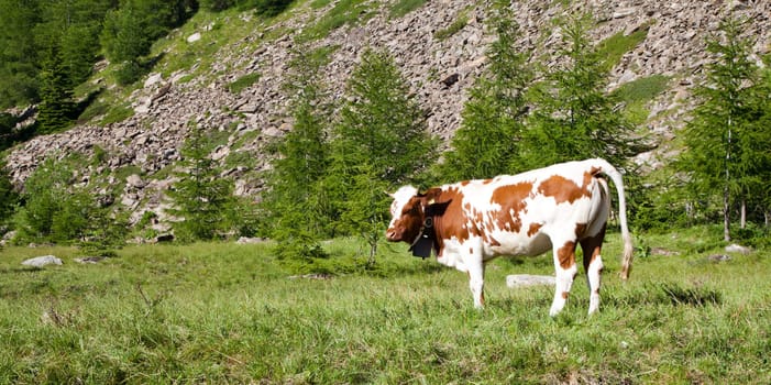 Italian cows during a sunny day close to Susa, Piedmont, Italian Alps